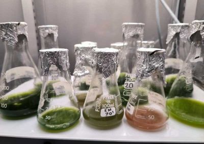 Biologia y biotecnologia de algas